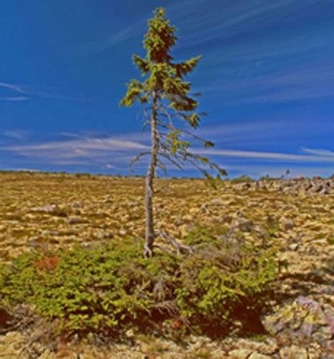 10,000-year-old spruce in Sweden is world's oldest tree | Daily Mail Online