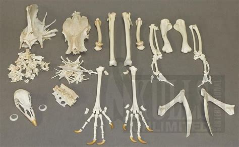 Turkey Skeleton (Meleagris gallopavo) | Skeleton, Native north americans, Facehugger