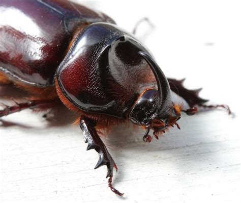 Rhinoceros Beetle - Learn About Nature