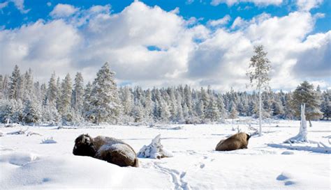 Winter in Yellowstone Wallpaper - WallpaperSafari