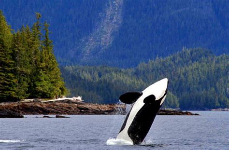 Ketchikan Wildlife Viewing Adventures | Pete's Alaska Fishing Guide Service