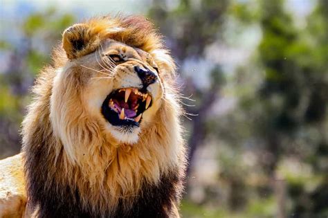 A Lion's Roar: Meaning and Origin Revealed - A-Z Animals