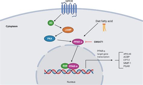 The PPAR signaling pathway. This signaling pathway begins through the ...