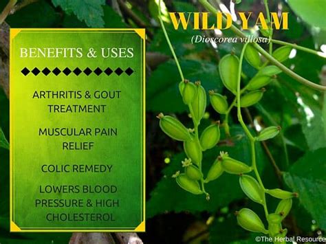 Wild Yam Root - Herb Uses, Side Effects and Benefits