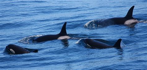 Unlocking the Mysteries of the Outer Coast Killer Whales | LaptrinhX / News