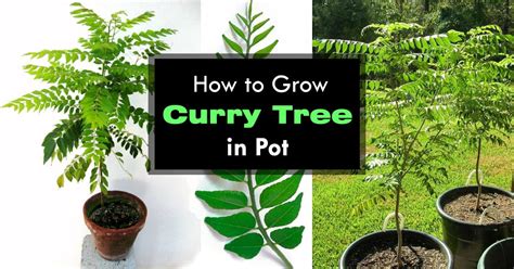 Growing Curry Leaves Plant | How to Grow Curry Tree | Balcony Garden Web