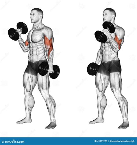 Exercising. One Arm Dumbbell Preacher Curl Royalty-Free Stock Image ...