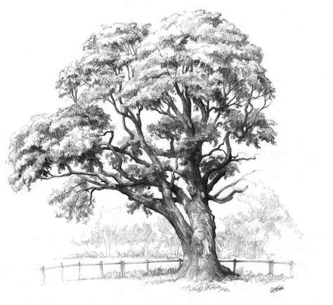 Maple tree drawing for Domin drawing course by gkorniluk on DeviantArt | Tree pencil sketch ...