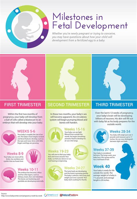 Three trimesters of pregnancy fetal development milestones – Artofit