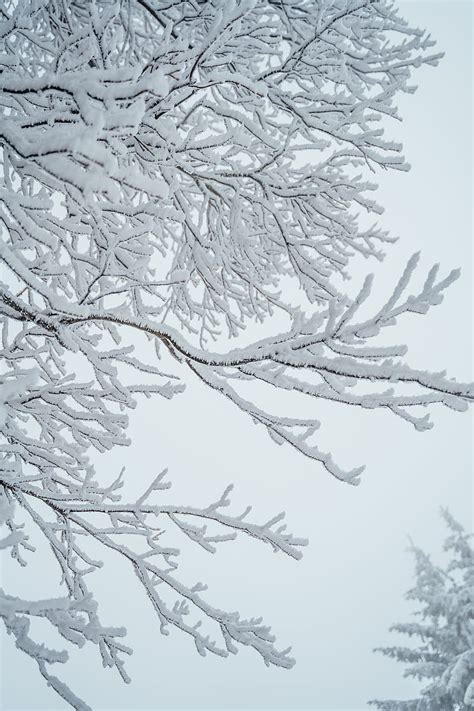 Black Tree Branch With White Snow, HD phone wallpaper | Peakpx