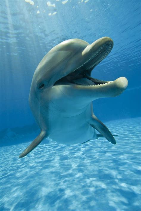 Happy Dolphin | Dolphins, Dolphin photos, Beautiful sea creatures