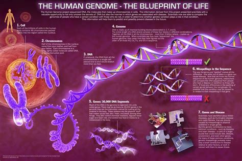 Pin by Iron-will Alchemist on Biotechnology | Human genome, Genome project, Genome