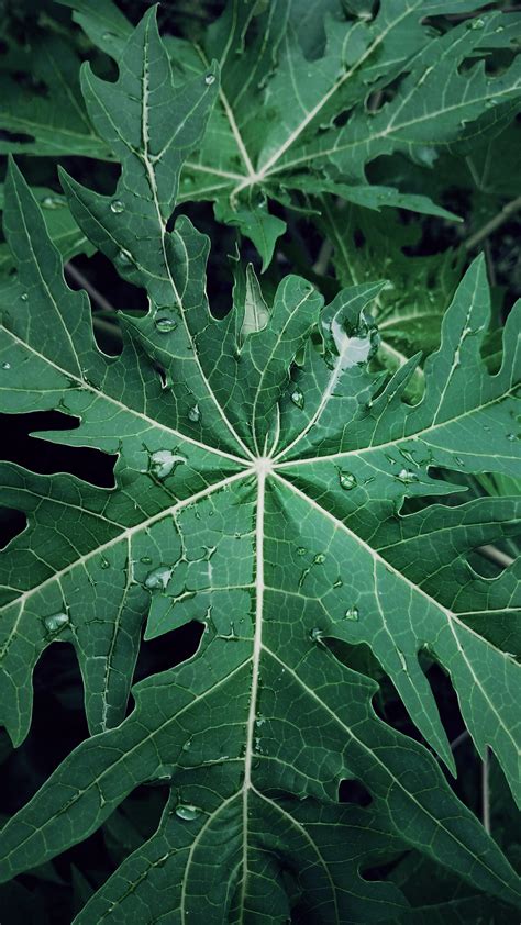 Free stock photo of dark, dark leaves, moody