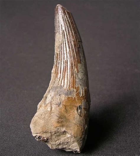 Fossil Pliosaurus Tooth - Simolestes Vorax - 7 cm - Catawiki