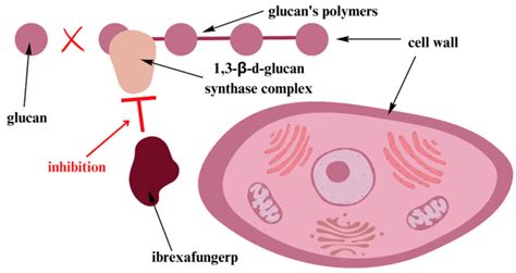 Ibrexafungerp—mechanism of action [53]. Ibrexafungerp inhibits the ...