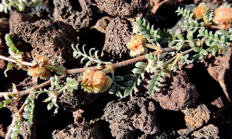 Goat Head Weed Control: Preventing Puncturevine - Epic Gardening