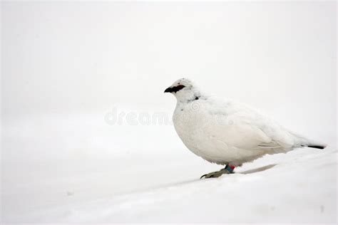 Rock Ptarmigan stock image. Image of lagopus, camouflage - 38401857