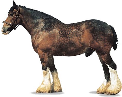 Shire | Draft Horse, Heavy Horse, Gentle Giant | Britannica