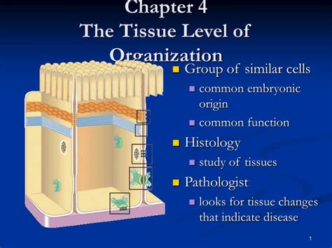 PPT - Chapter 4 The Tissue Level of Organization PowerPoint ...