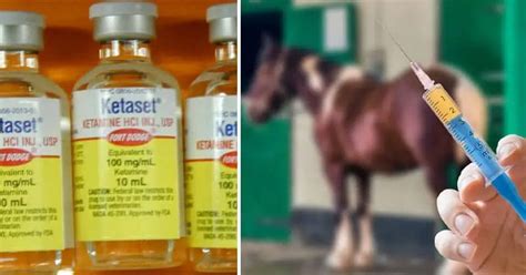 Is Ketamine Horse Tranquilizer? • Support Wild