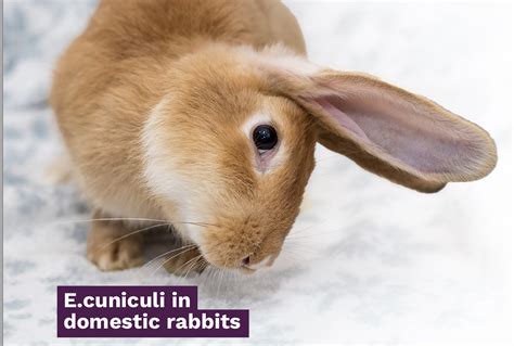 A Review of Encephalitozoon cuniculi in Domestic Rabbits - Improve Veterinary Education US