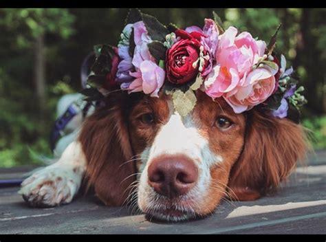 Just 18 Dogs Looking Pretty In Flower Crowns | Cuteness