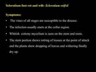 DISEASES OF BETELVINE | PPT