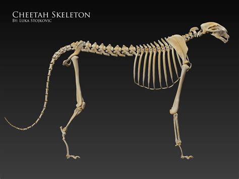 ArtStation - Cheetah Skeleton, Luka Stojkovic | Cat anatomy, Cheetah ...