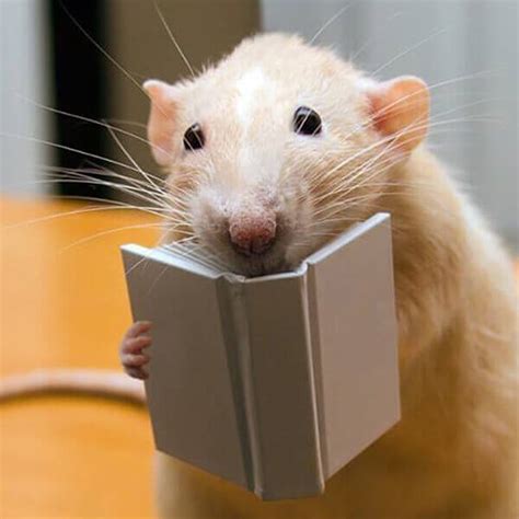 12 Photos That Will Change Your Mind About Rats | PETA