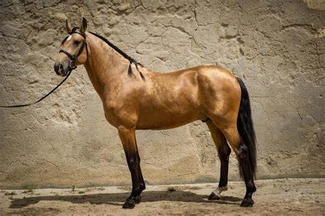 13 Interesting Facts About The Lusitano Horse [That You May Not Know]