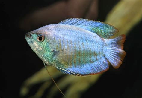 Top 7 Blue Gourami Tank Mates (With Pictures) | It's A Fish Thing