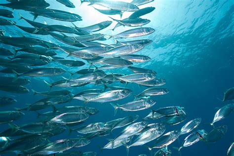 Feds close Atlantic mackerel season because of overfishing | Coastal Review