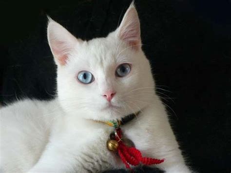 Ojos Azules Cat | Cat Breed