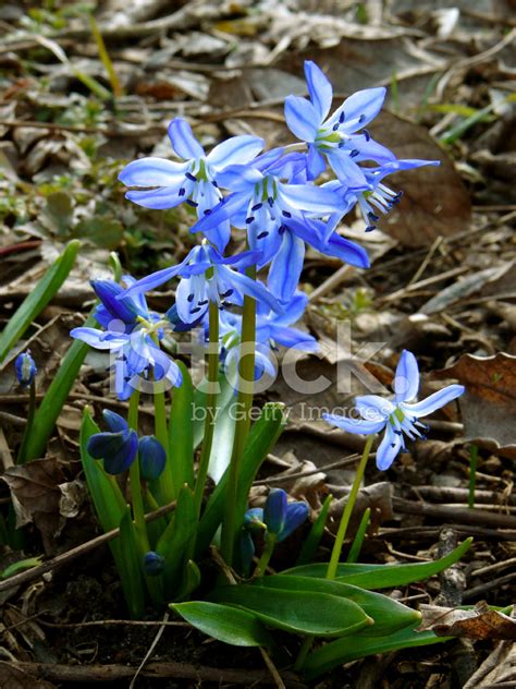 Siberian Squill Stock Photo | Royalty-Free | FreeImages