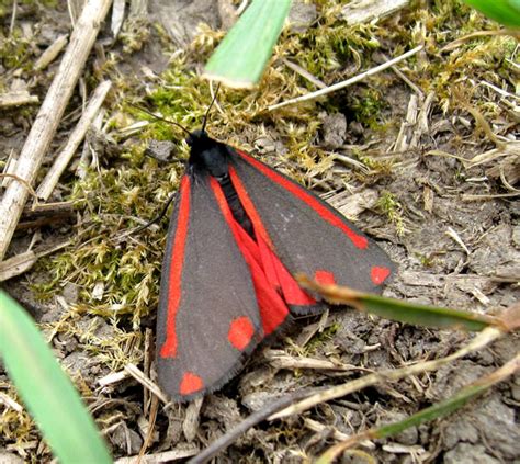 Pip's Pony Club: Ragwort and the Cinnabar Moth