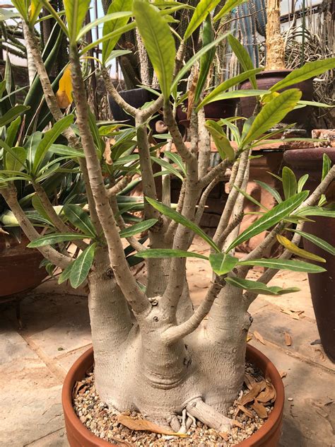 Adenium in a 12" pot : r/succulents