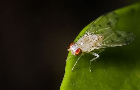 albino fly | Flickr - Photo Sharing!