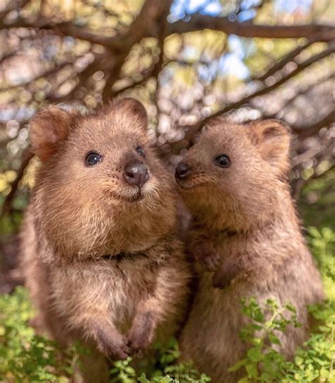 Facts you might not know about Quokkas | Quokka animal, Cute wild ...