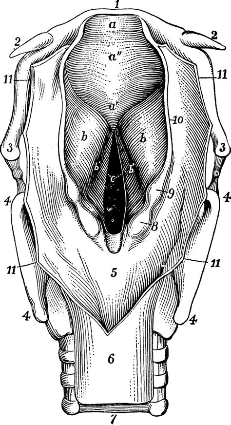 Larynx, vintage illustration 13630589 Vector Art at Vecteezy