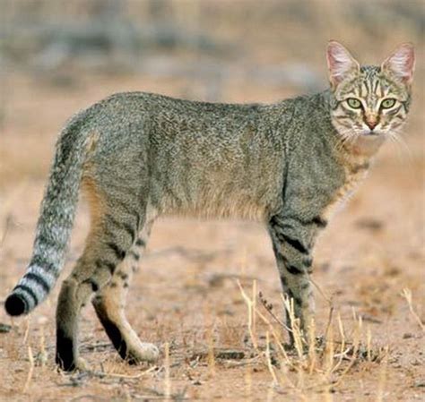 African and Near Eastern wildcat (Felis lybica) | African wild cat, Wild cats, Cats