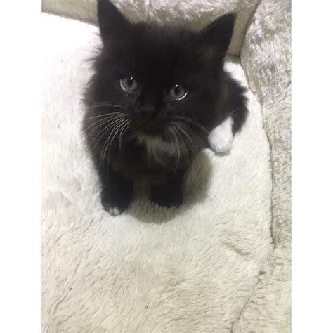 8 week old kitten for sale | in Southampton, Hampshire | Gumtree