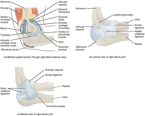 Anatomy of Selected Synovial Joints | Anatomy and Physiology I