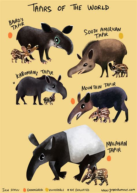 Green Humour: Tapirs of the World