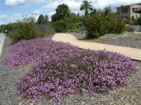 lantana montevidensis purple - Google Search | Low water plants, Drought tolerant garden, Ground ...