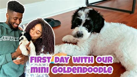 First 24 hours with our F2B Mini Goldendoodle Puppy! - YouTube