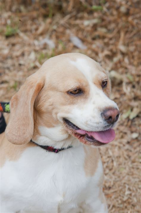 Lulu ID12489 A beautiful beige beagle. - Medium Female Beagle Dog in ...