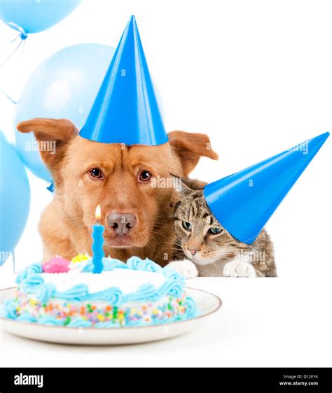 Dog and cat Birthday party with cake Stock Photo - Alamy