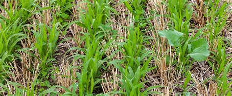 Types of Cover Crops and Best Practices for Increasing Crop Yields