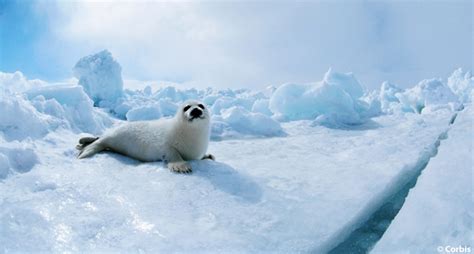 Four Arctic Animals to Appreciate this Winter - Ocean Conservancy