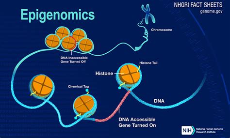 Precision Environmental Health’s role in preventing disease | NIH ...